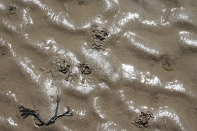 hassuja kiekuroita
eivÃ¤t olleet matoja vaan ihan pelkkÃ¤Ã¤ hiekkaa jonka vesi oli tuollatavalla muotoillut.
