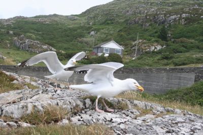 Lokit olivat melko rÃ¶yhkeitÃ¤
tulivat aika lÃ¤helle kerjÃ¤Ã¤mÃ¤Ã¤n
