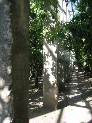 Sitruunan kasvatusta, kuvan betonipylvÃ¤Ã¤t ovat sitÃ¤ varten ettÃ¤ kylmÃ¤llÃ¤ niitÃ¤ lÃ¤mmitetÃ¤Ã¤n polttamalla nuotiota juurella ja sitten pylvÃ¤s luovuttaa lÃ¤mpÃ¶Ã¤ ja niin sitruunapuu ei kuole kylmÃ¤llÃ¤ talvenaikaan.
