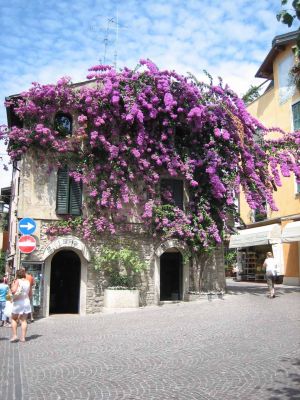 Aika hienosti tuo kukkakÃ¶ynÃ¶s vallannut talon seinÃ¤n.
