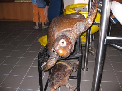 Fossiili
Merimuseon esillÃ¤ olleita fossiileja
