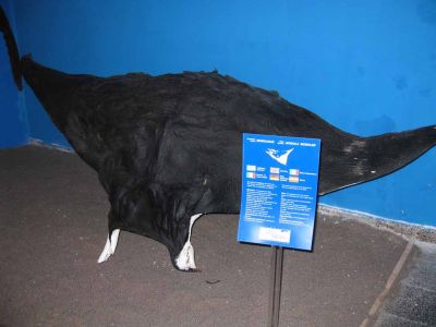 Rausku
Paholaisrausku, aika julmannÃ¤kÃ¶inen elukka ja iso.
